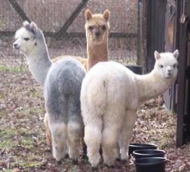 Alpacas2006.jpg