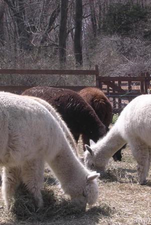 Alpacas21Apr08.jpg